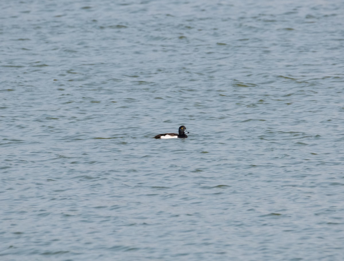 Tufted Duck - ML618153741