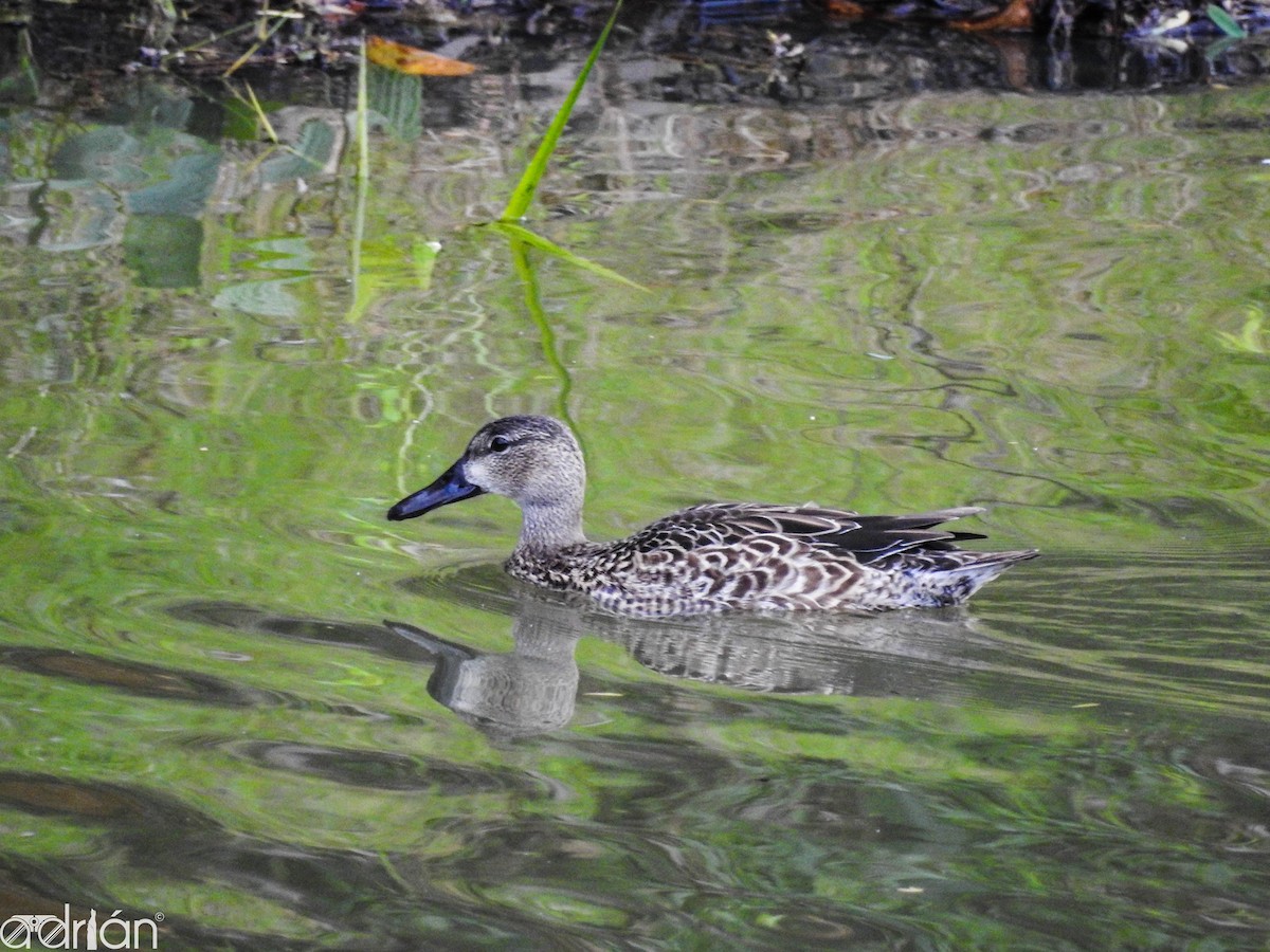 Blue-winged Teal - ML618153750
