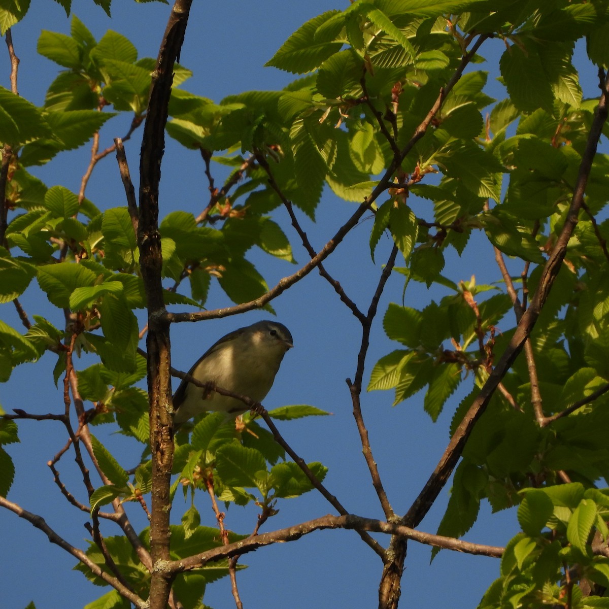 Tennessee Warbler - Cathy Hagstrom