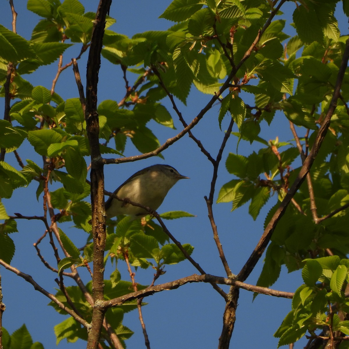Tennessee Warbler - Cathy Hagstrom