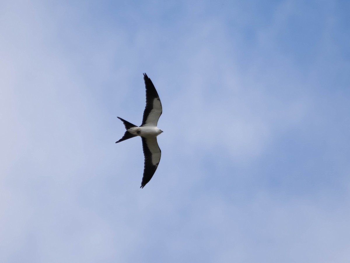 Swallow-tailed Kite - Allen Schenck