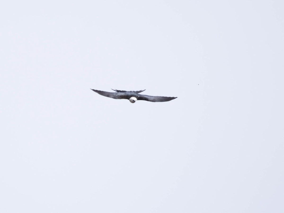 Swallow-tailed Kite - ML618153816