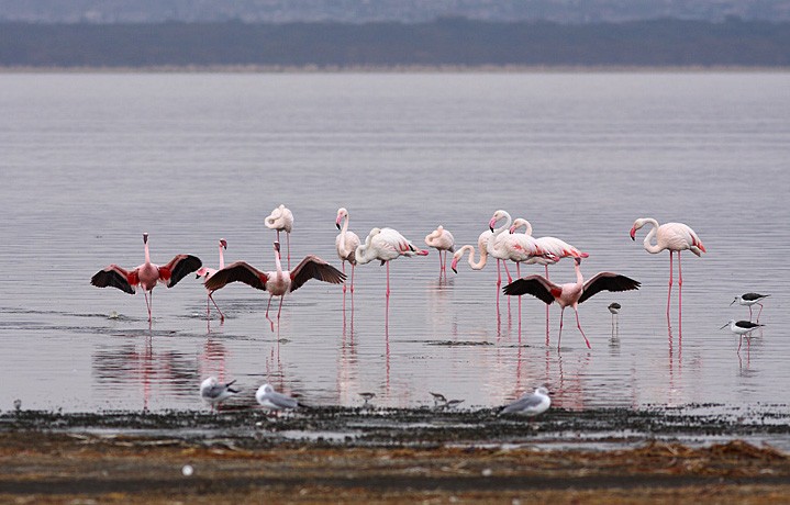 Greater Flamingo - ML618153865