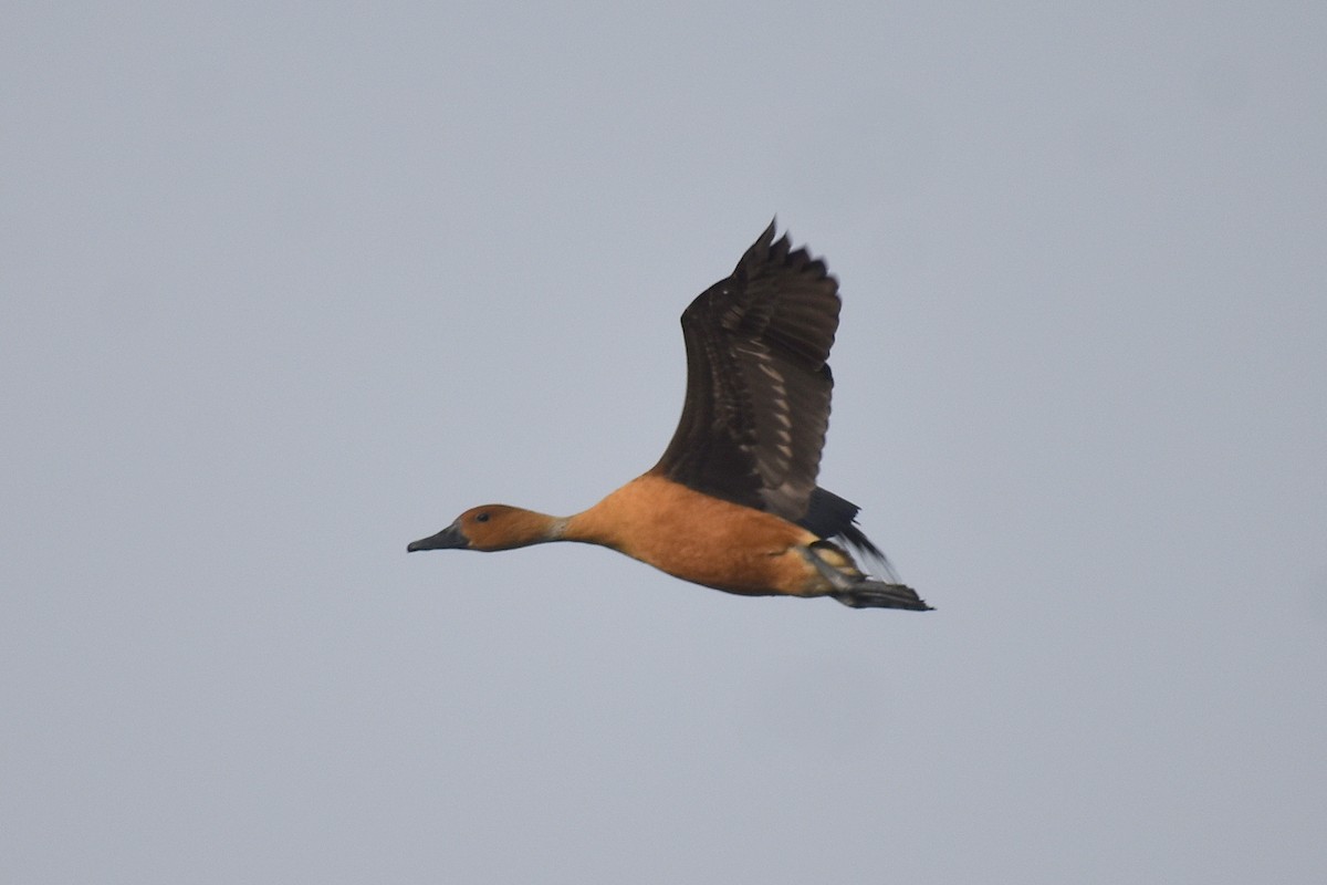 Fulvous Whistling-Duck - ML618153887
