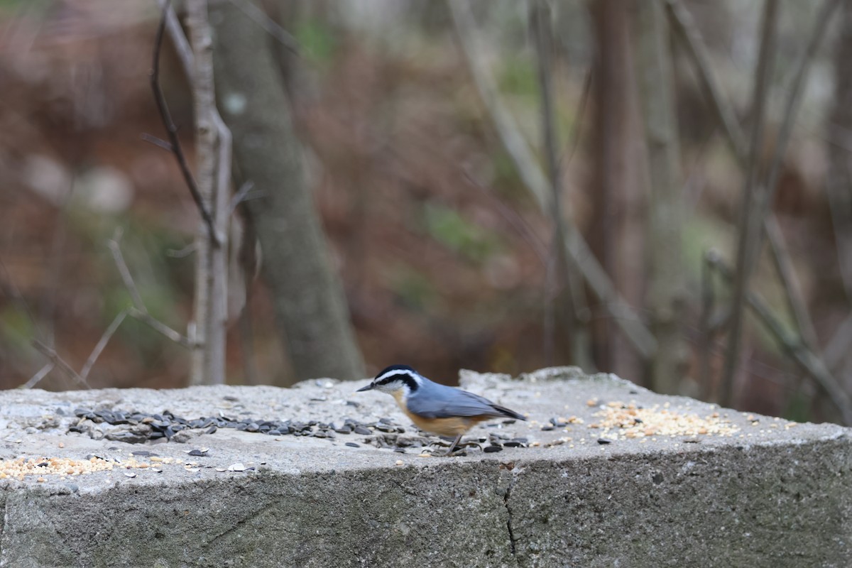 Red-breasted Nuthatch - ML618153891
