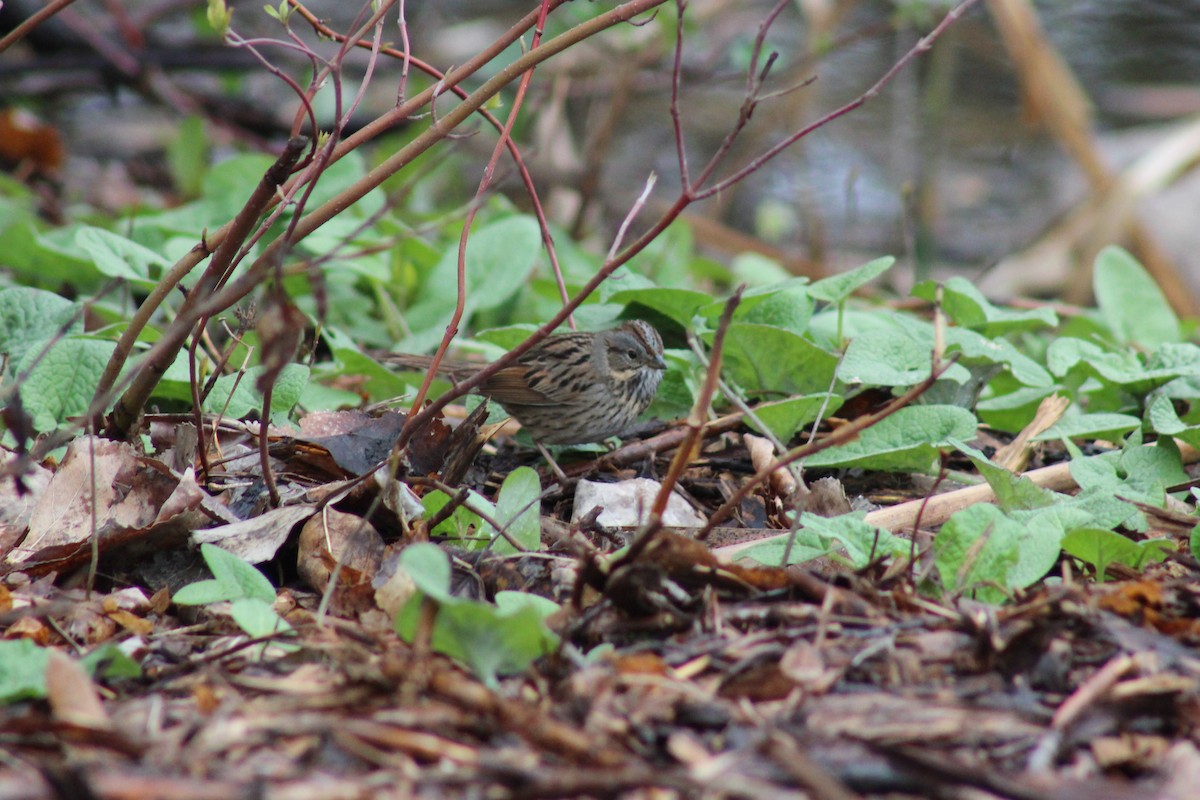 Lincoln's Sparrow - Brandon Nehring