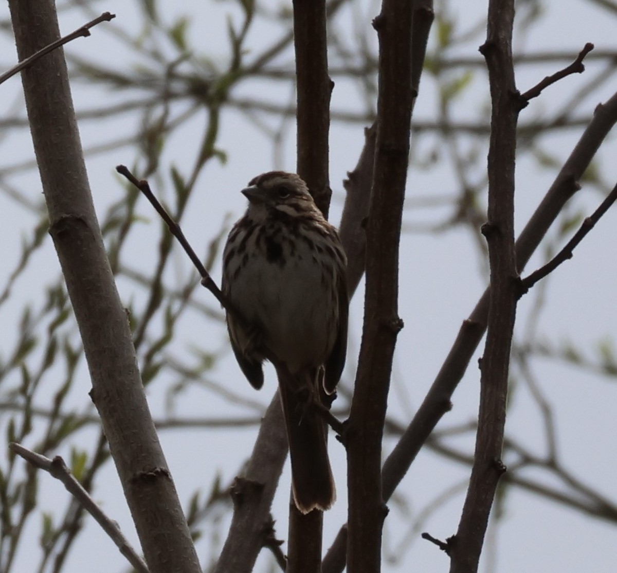 Song Sparrow - Lucie Laflamme