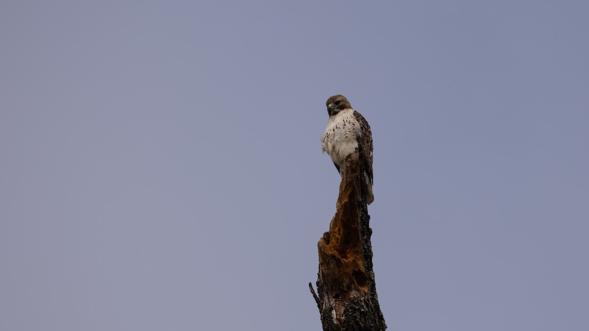Red-tailed Hawk - ML618153964