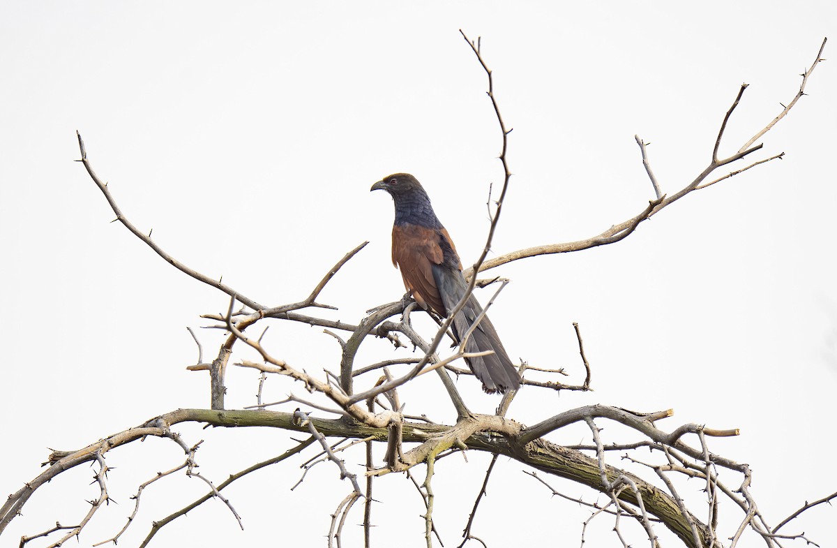 Greater Coucal - ML618154009