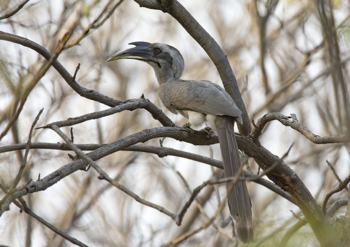 Indian Gray Hornbill - Antonio Ceballos Barbancho