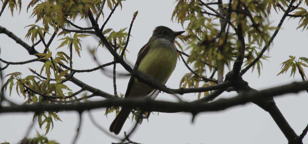 Great Crested Flycatcher - ML618154065