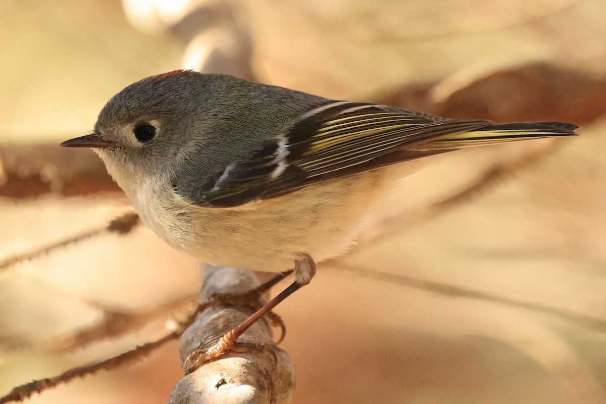 Ruby-crowned Kinglet - Bruce Cole