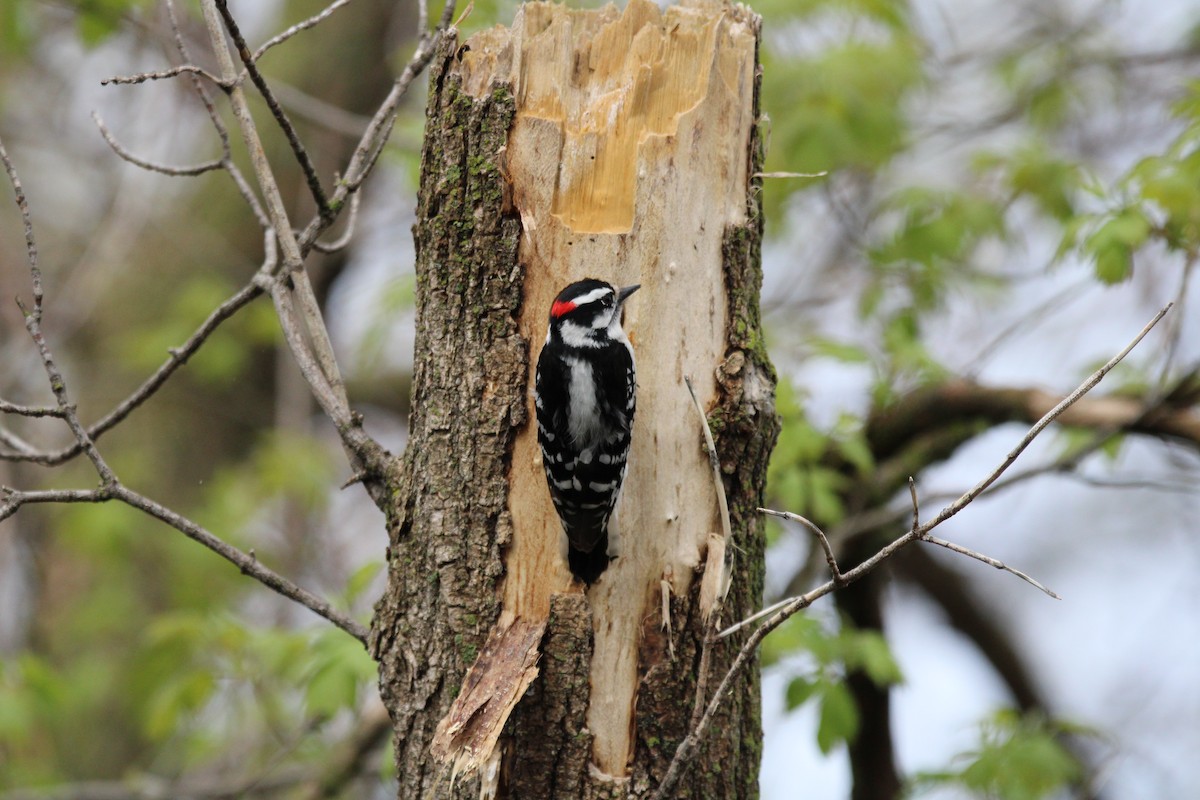 Downy Woodpecker - ML618154119