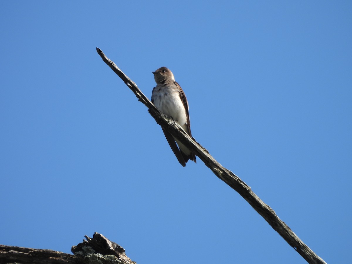 Northern Rough-winged Swallow - ML618154122
