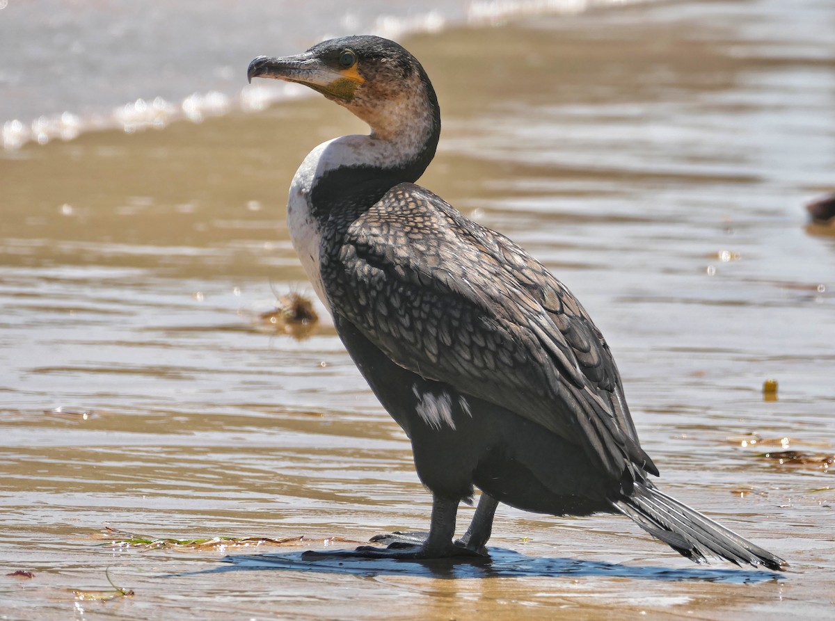 Great Cormorant (White-breasted) - ML618154139