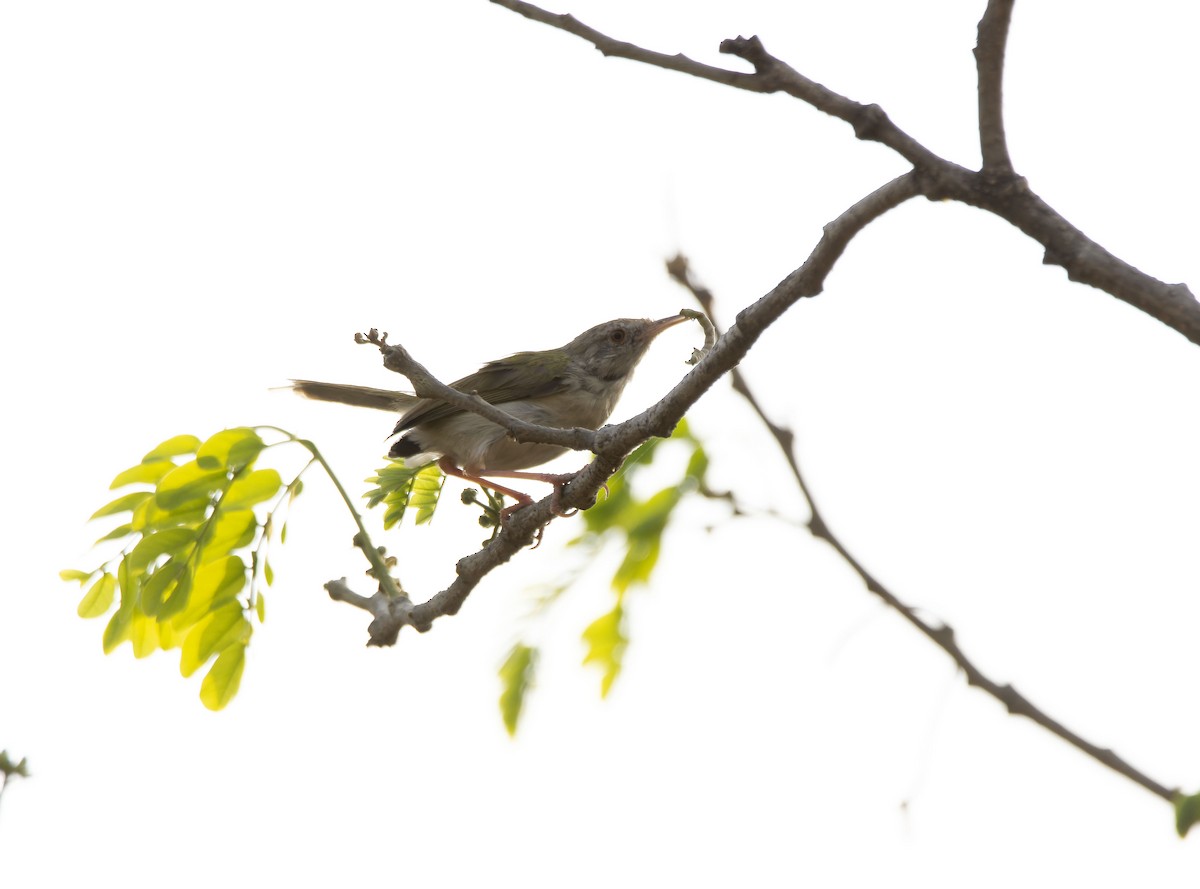 Common Tailorbird - ML618154162