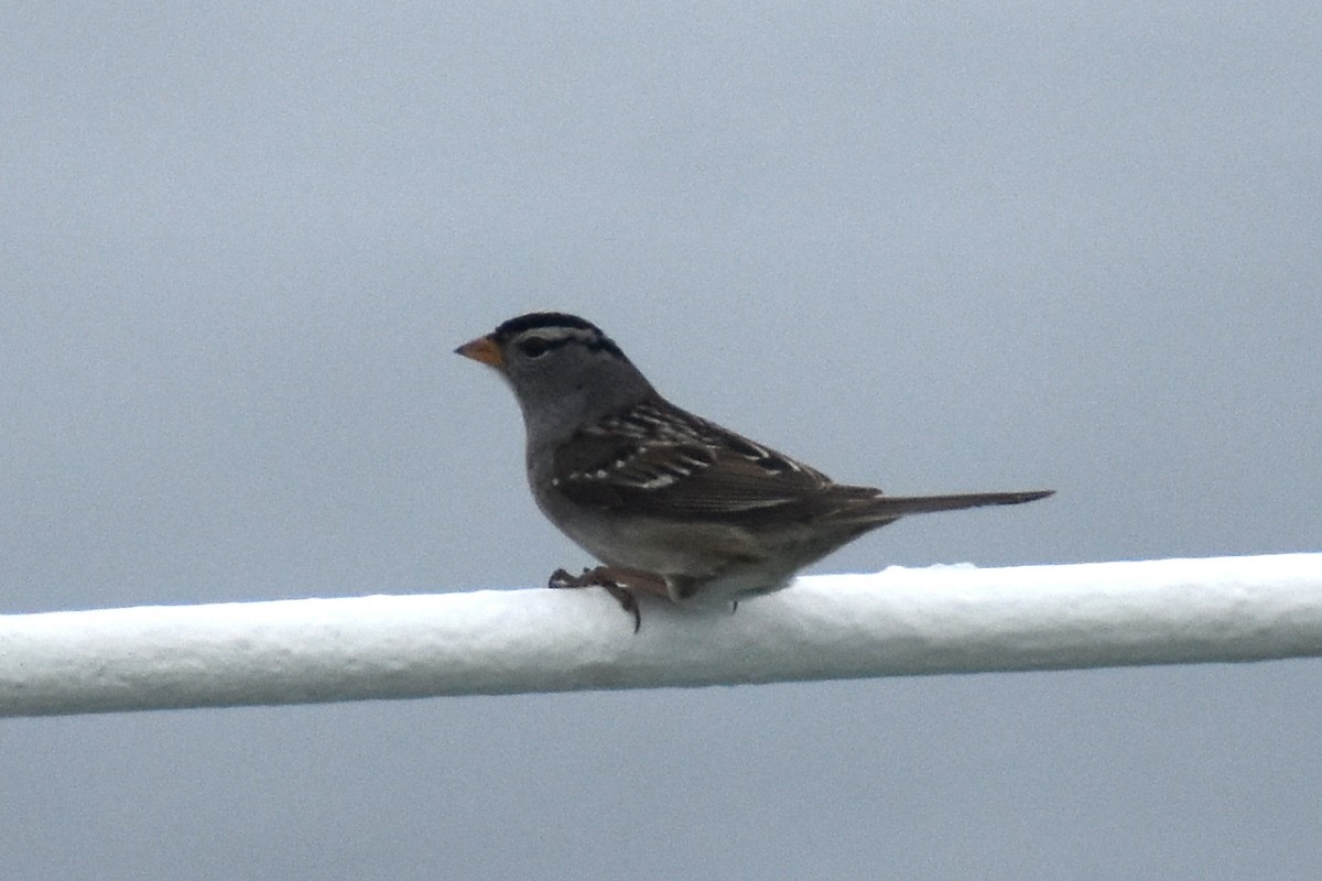 White-crowned Sparrow (Gambel's) - ML618154214