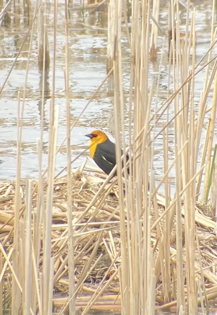 Yellow-headed Blackbird - ML618154218