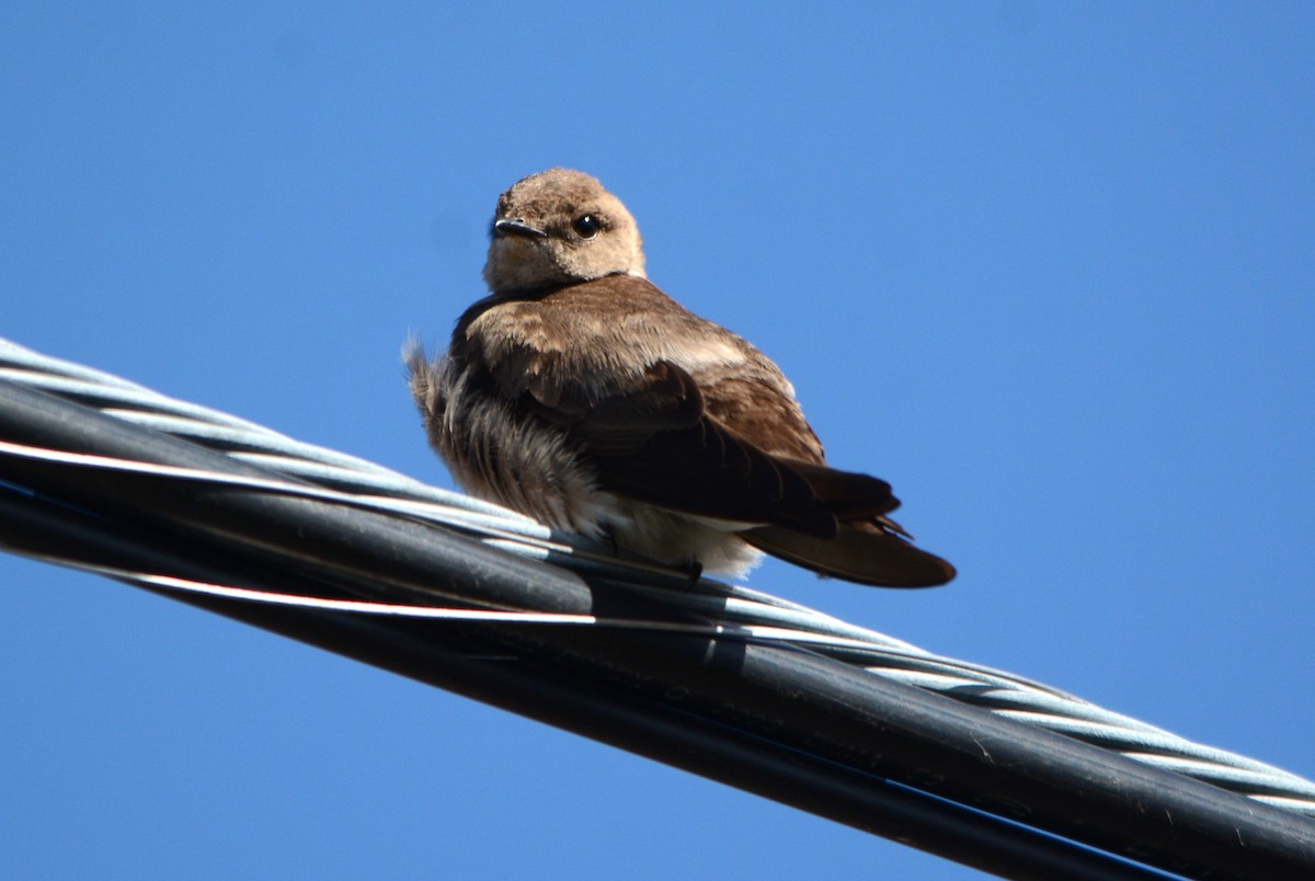 Northern Rough-winged Swallow - Steve Mierzykowski