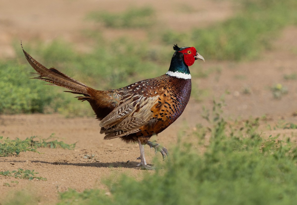 Ring-necked Pheasant - ML618154283