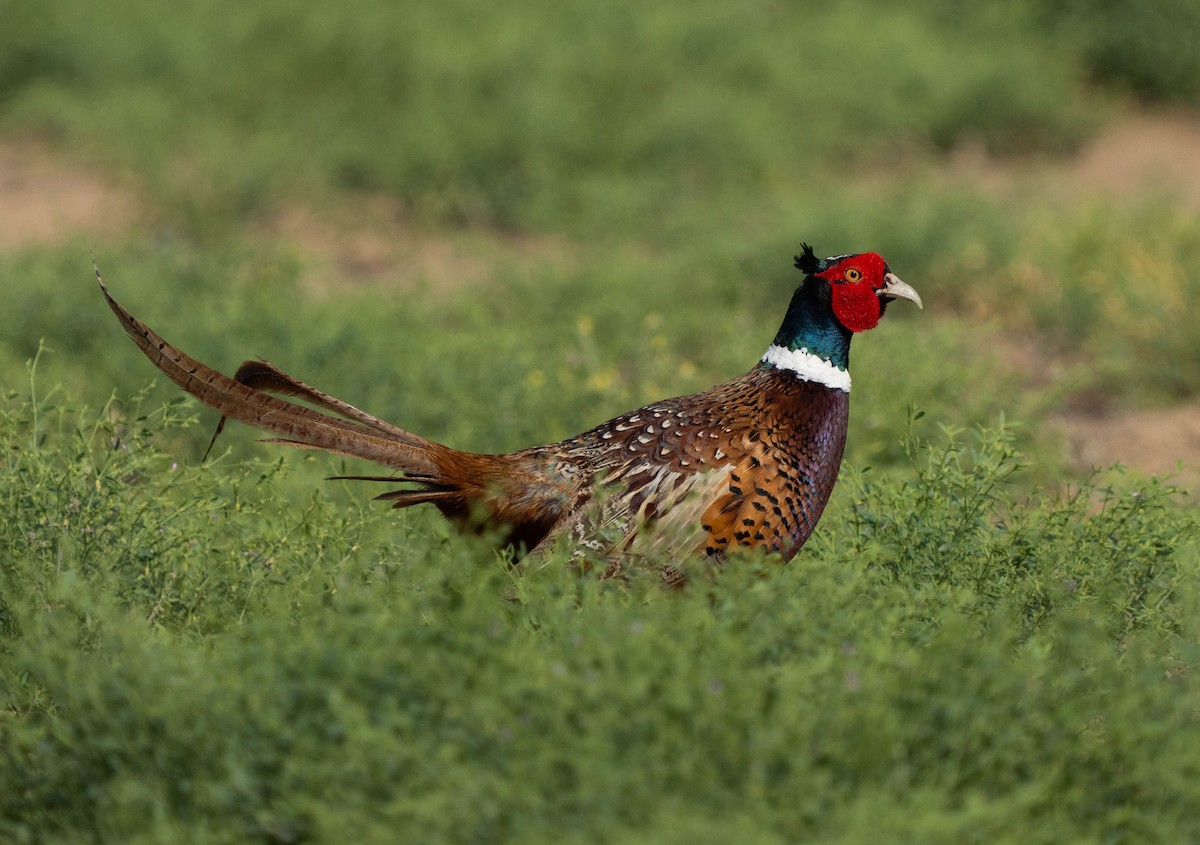 Ring-necked Pheasant - mariam alghafli