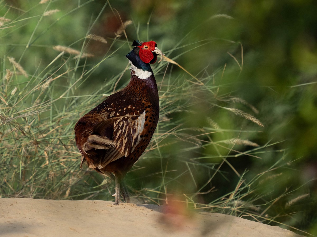 Ring-necked Pheasant - mariam alghafli