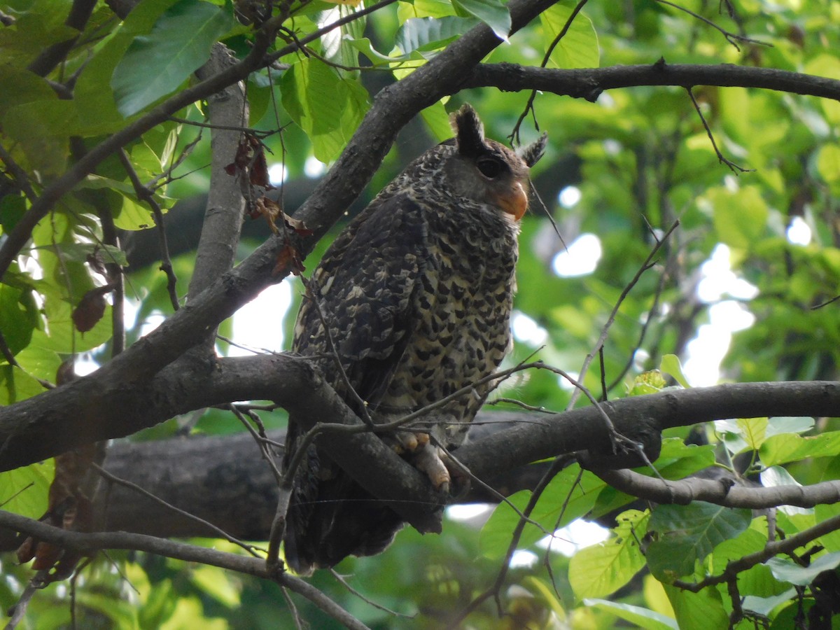 Spot-bellied Eagle-Owl - ML618154312
