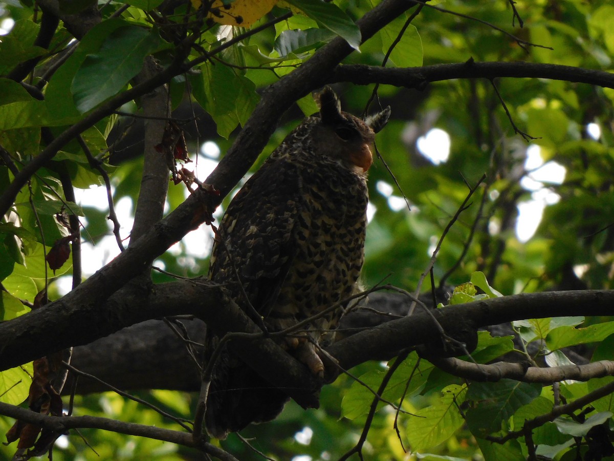 Spot-bellied Eagle-Owl - ML618154313
