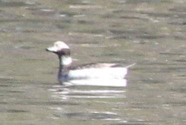 Long-tailed Duck - ML618154327