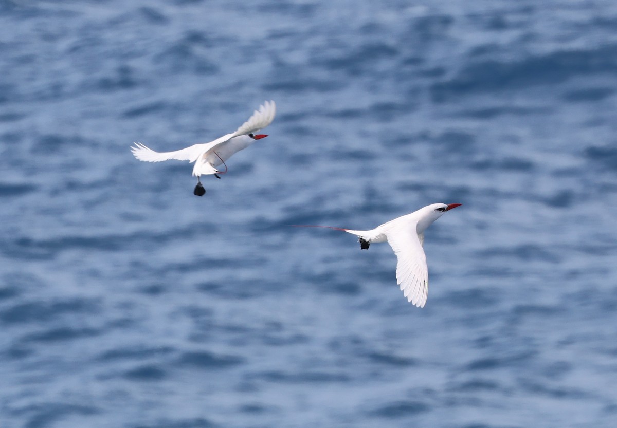 Red-tailed Tropicbird - ML618154334