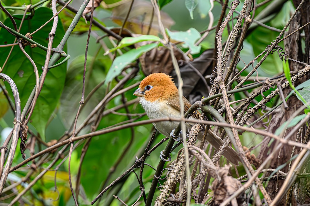 White-breasted Parrotbill - ML618154359