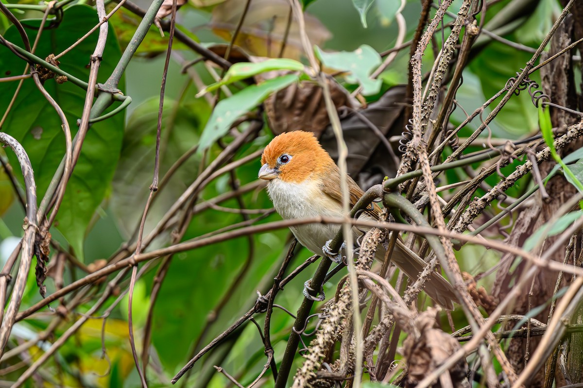 White-breasted Parrotbill - ML618154361