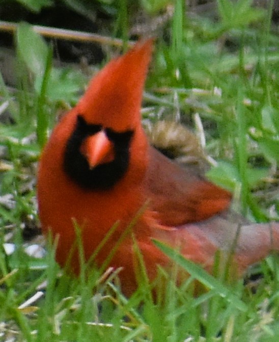Cardinal rouge - ML618154384