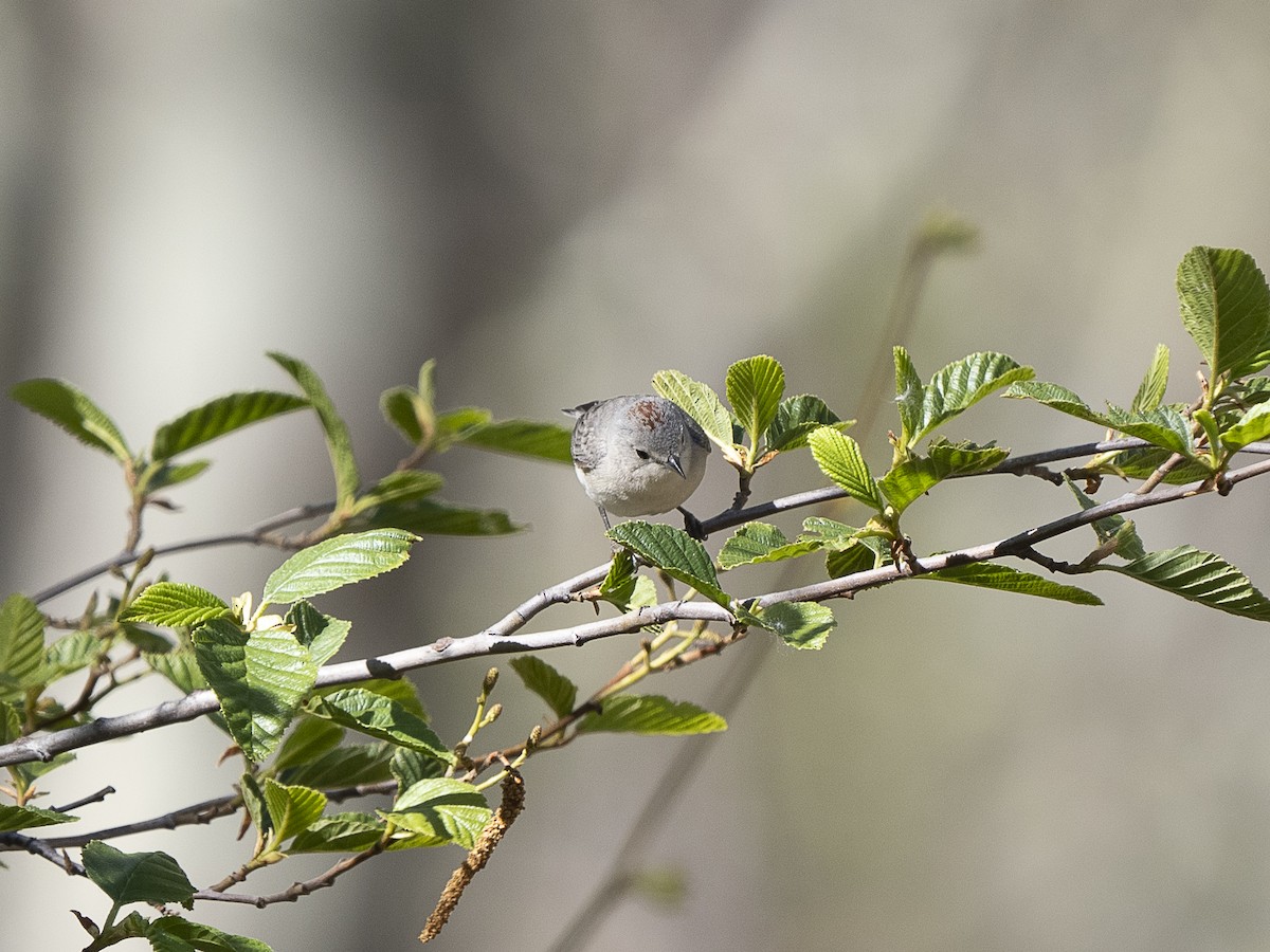 Lucy's Warbler - ML618154435