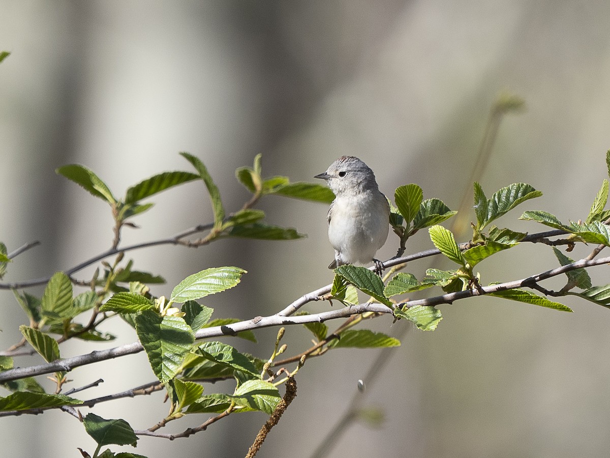 Lucy's Warbler - ML618154436