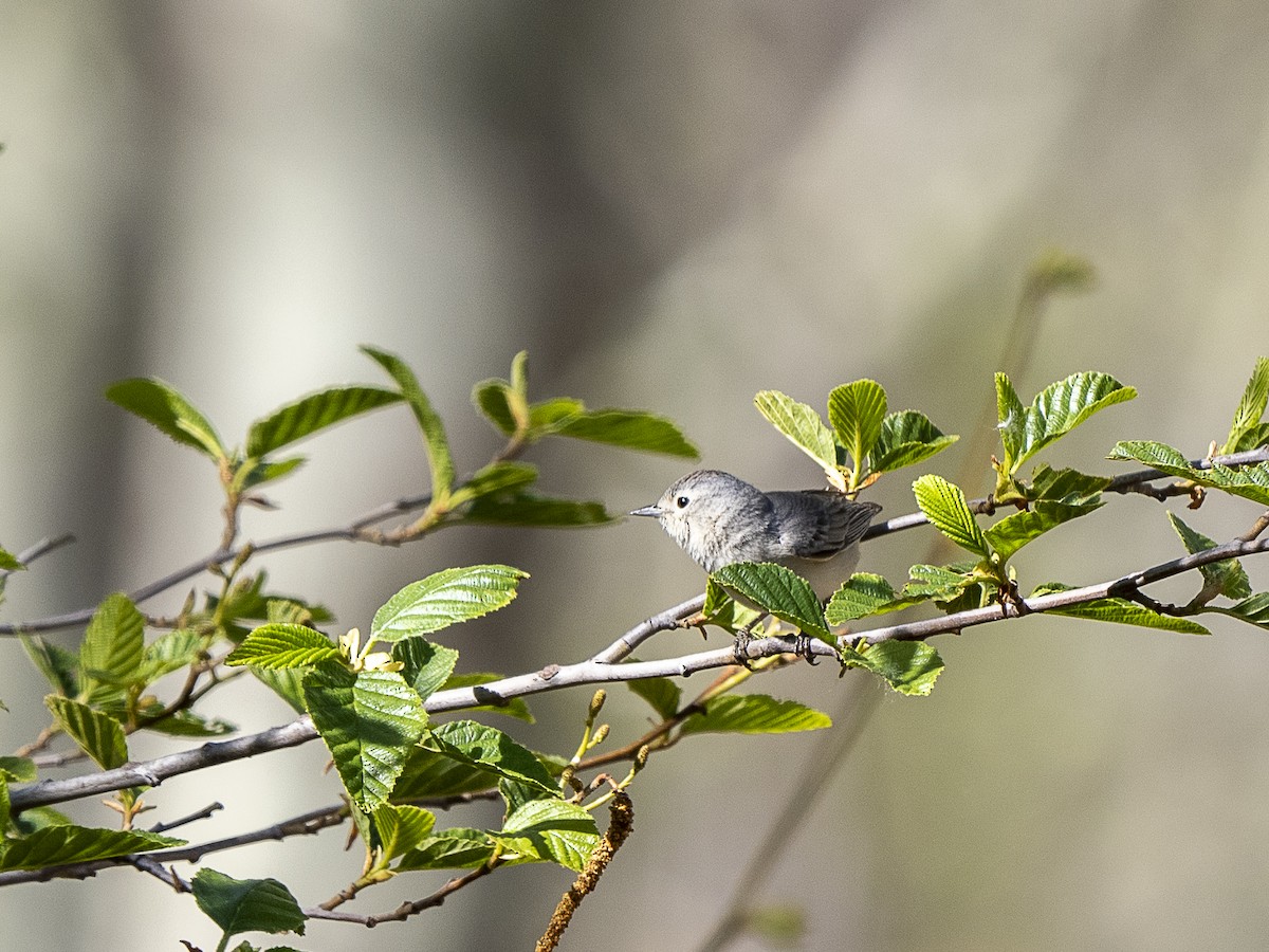 Lucy's Warbler - ML618154437