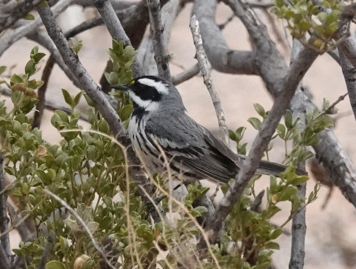 Black-throated Gray Warbler - ML618154471