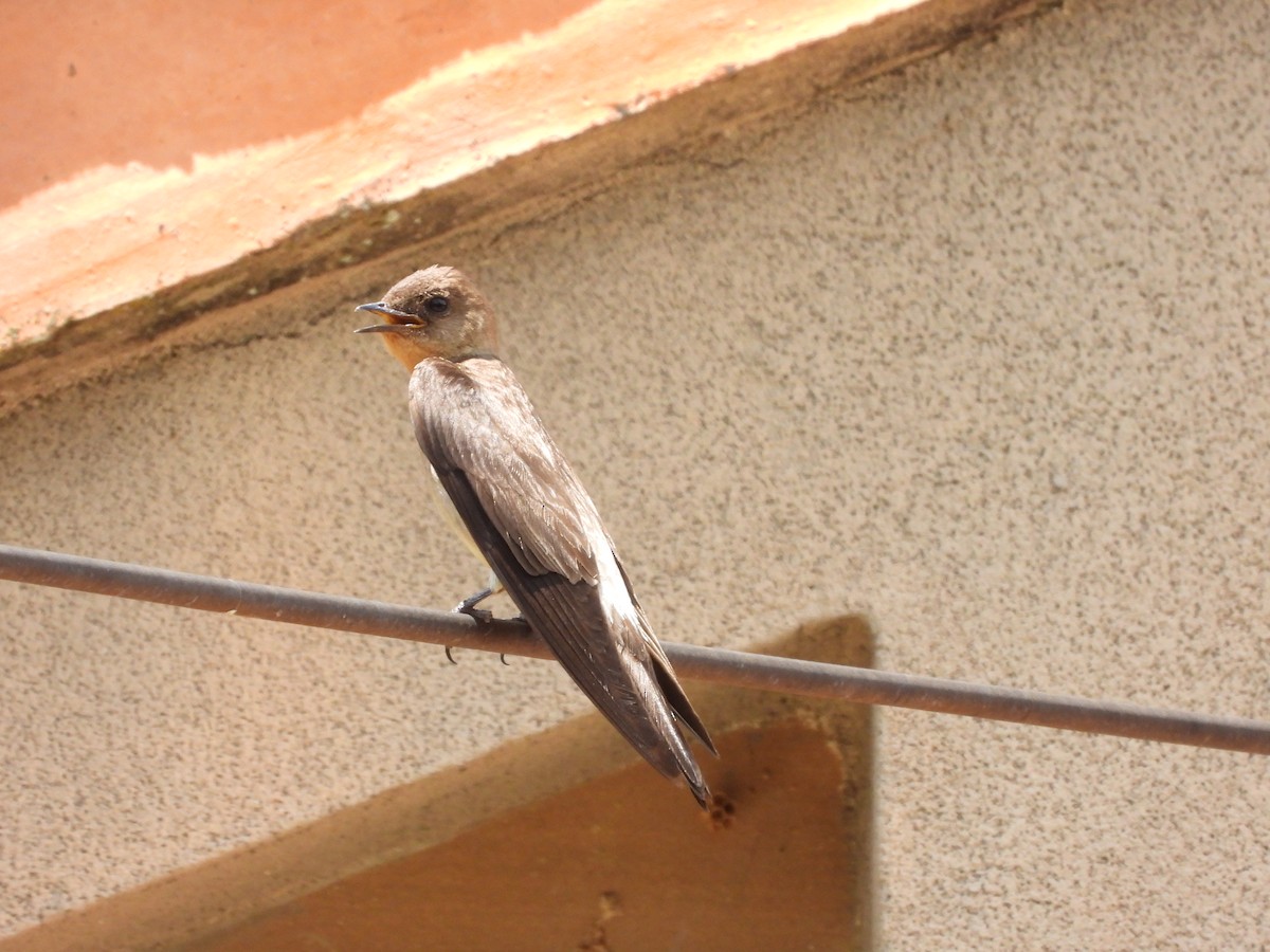Southern Rough-winged Swallow - ML618154497