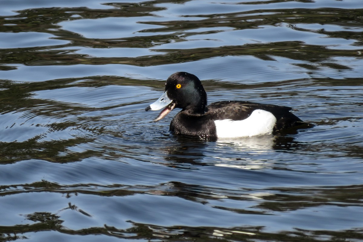 Tufted Duck - ML618154532