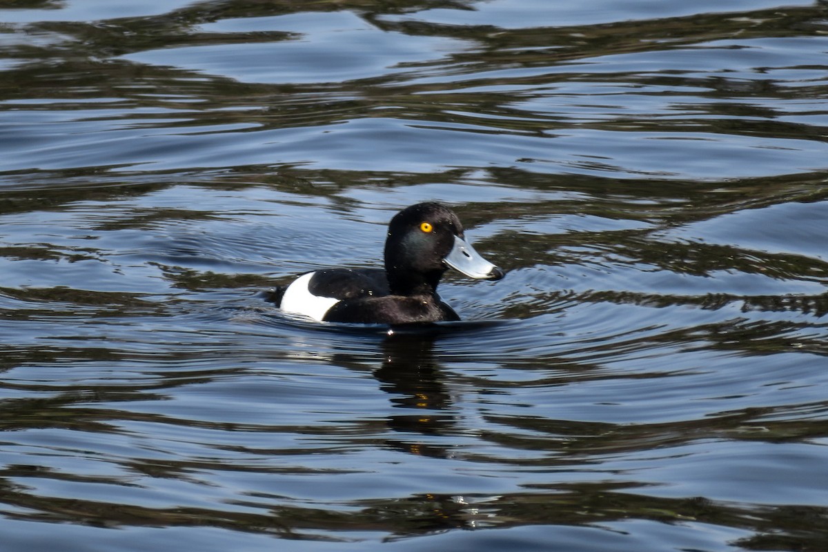 Tufted Duck - ML618154533