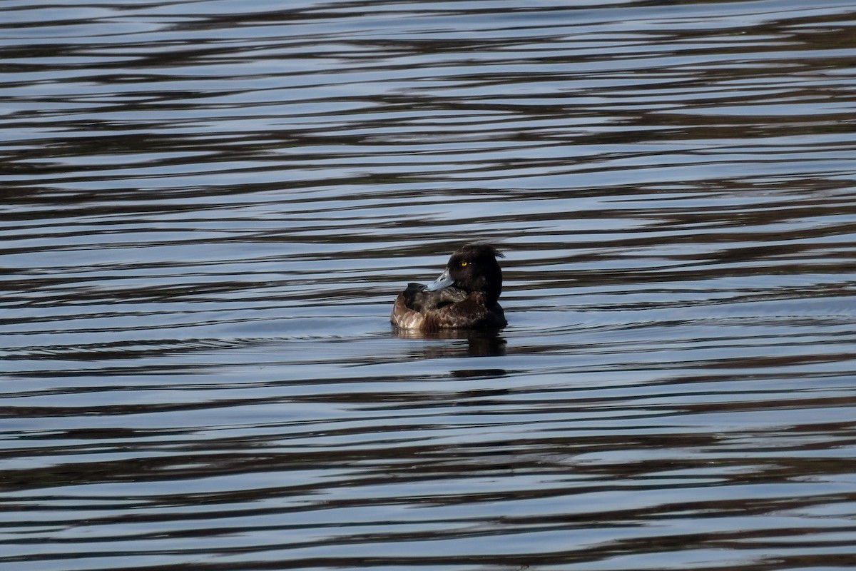 Tufted Duck - ML618154535