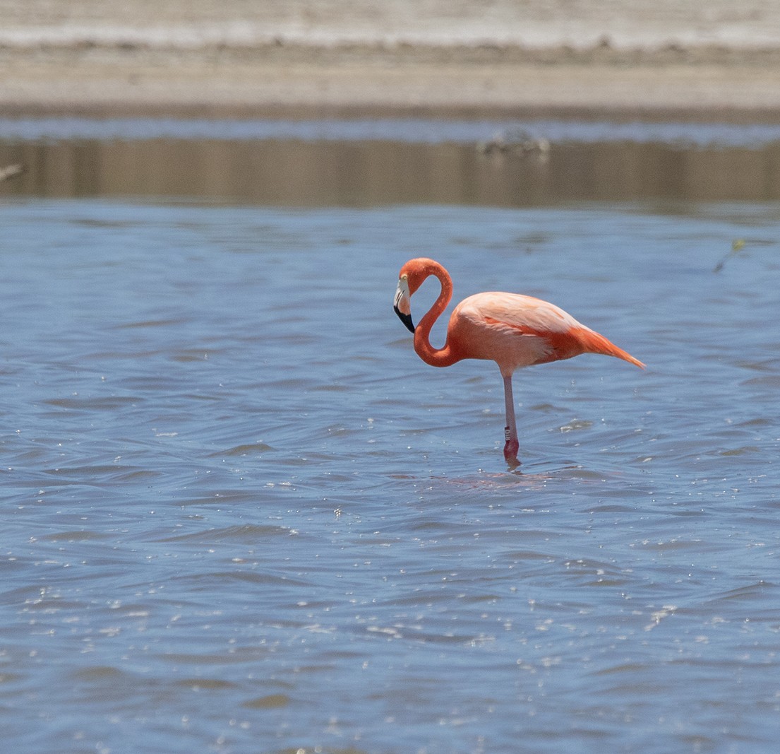 American Flamingo - Iván Mota