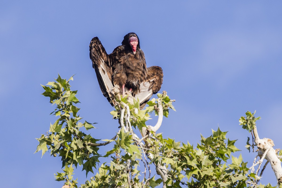Turkey Vulture - Michael Gilbert