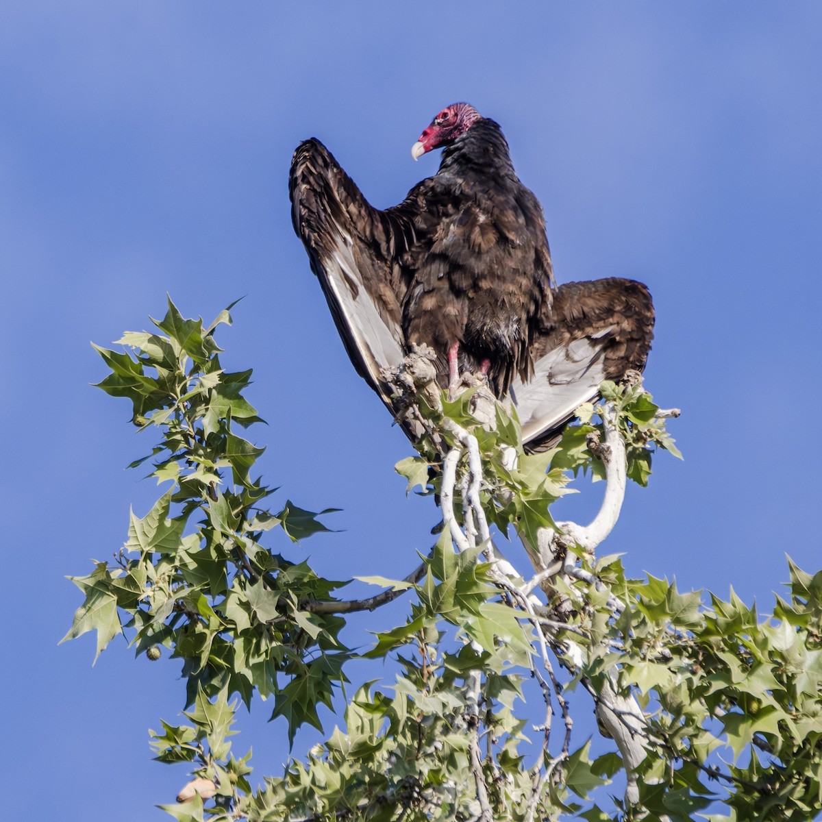 Turkey Vulture - Michael Gilbert
