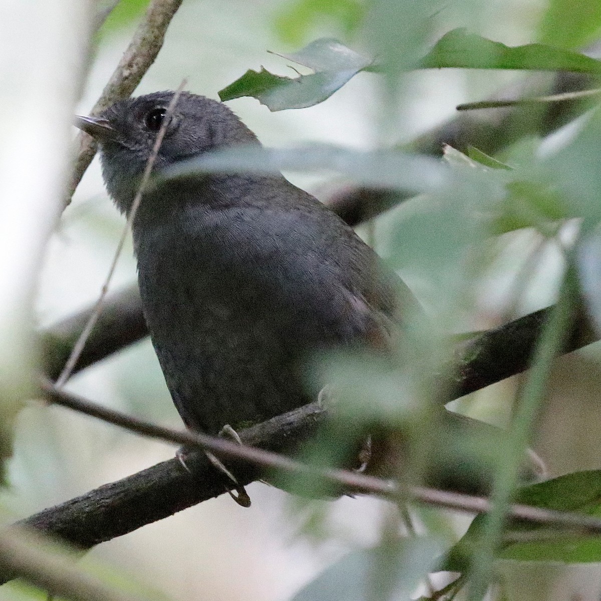 Mouse-colored Tapaculo - ML618154642