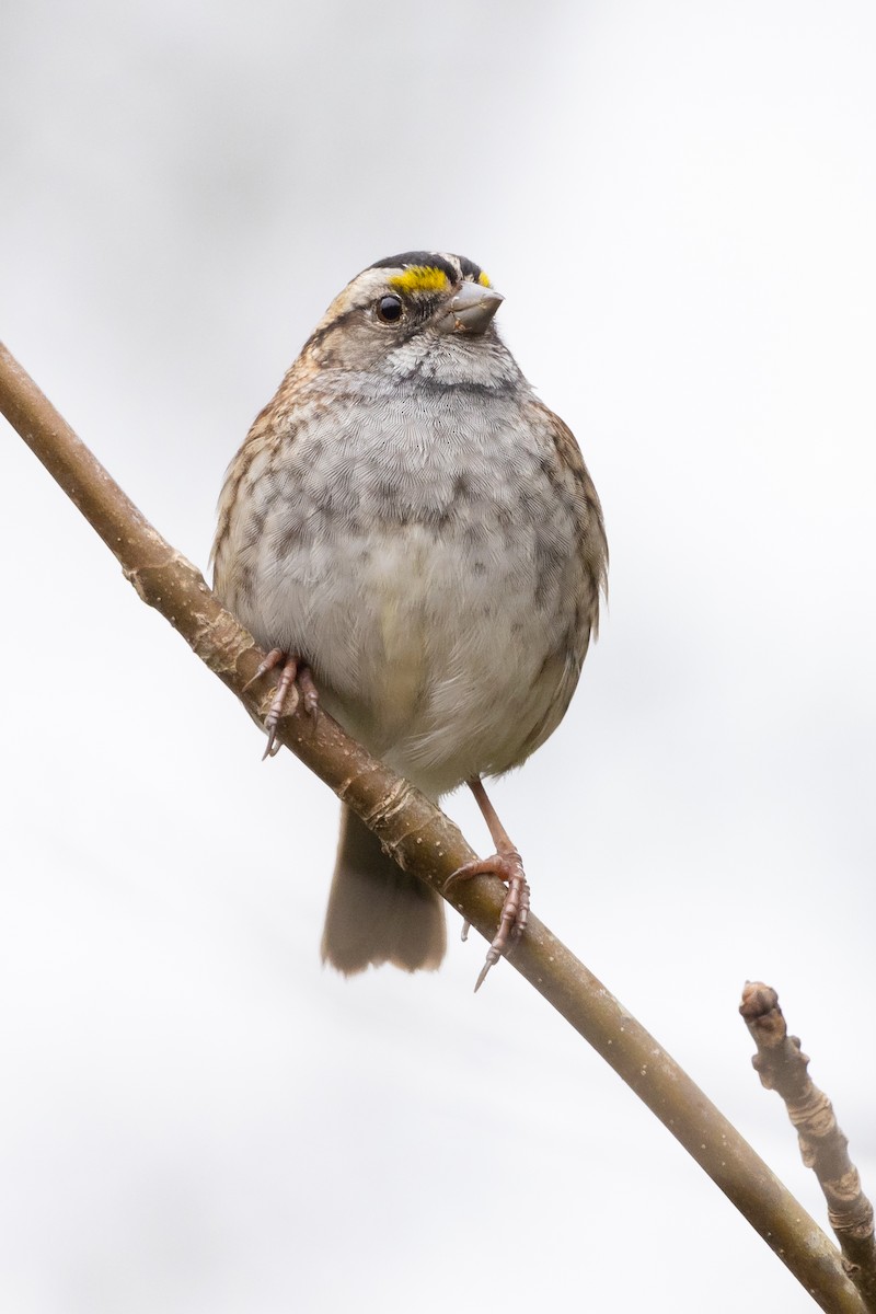 White-throated Sparrow - Lyall Bouchard