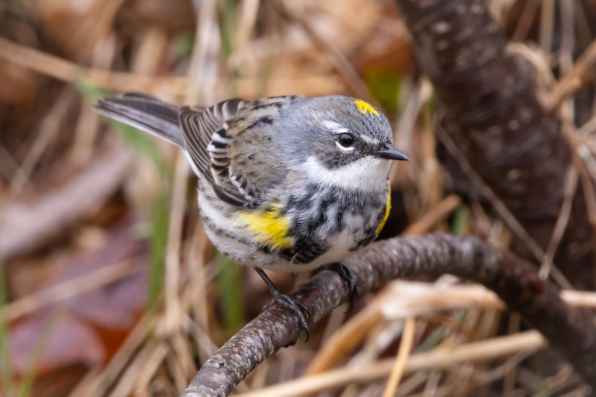 Yellow-rumped Warbler (Myrtle) - ML618154673