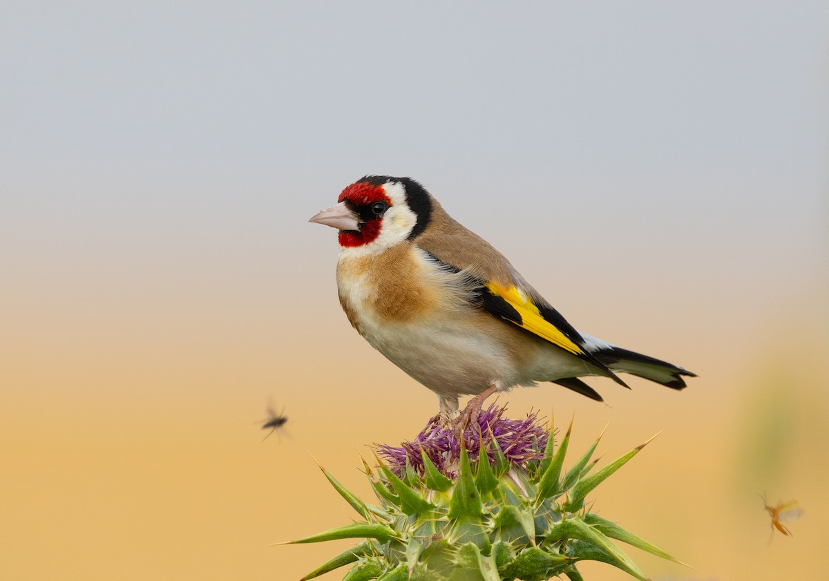 European Goldfinch - shahar yogev