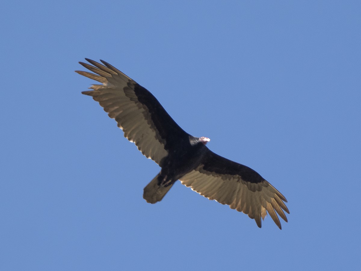 Turkey Vulture - ML618154680