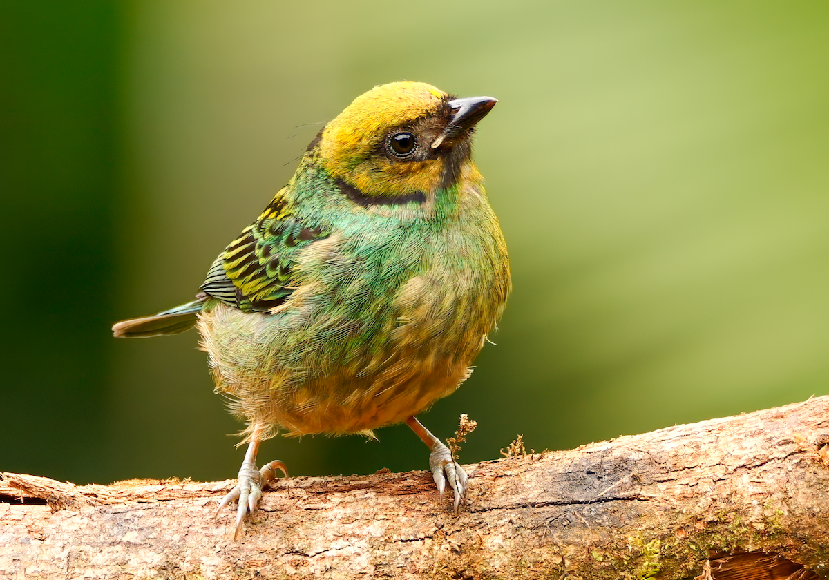 Saffron-crowned Tanager - ML618154717
